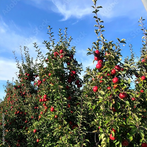 Red Apples Orchard with Autumn Harvest, Farm, and Sunlight.