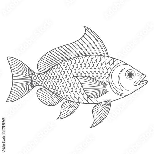 Gray Scale Line Art Tilapia Fish Illustration vector