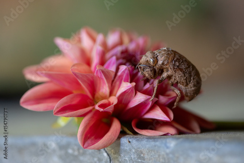 cicada shell on dahlia flower