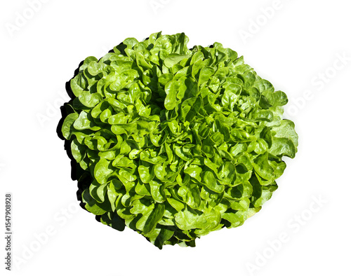 Isolated salad head. Top view of large mature leaf lettuce with small curly leave. Fresh from garden, just harvested or picked. Healthy green vegetable. Selective focus. White background.