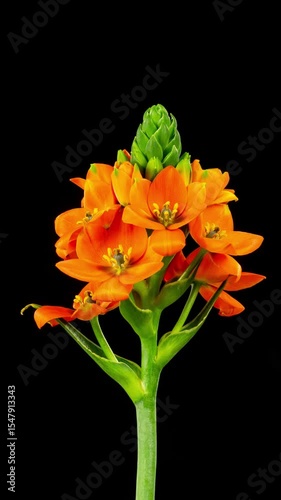 Beautiful time lapse of a flower opening up. Vertical video.