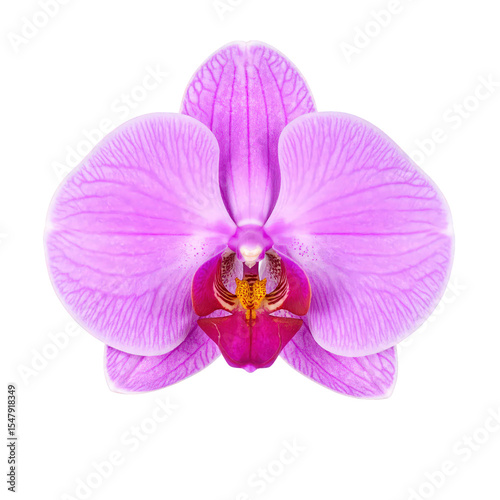 Close-up of a vibrant pink orchid flower with detailed petals and intricate center, isolated on a white background for botanical or floral design purposes photo