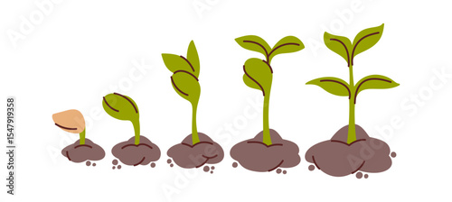 Plant seedling growth stages design