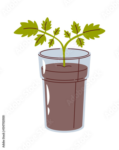 Tomato seedling growing in glass