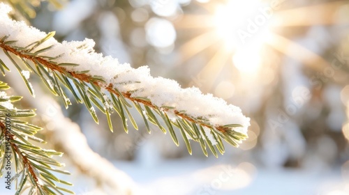 A close-up of a snow-covered evergreen branch glistening in sunlight, embodying the serenity and beauty of winter nature.