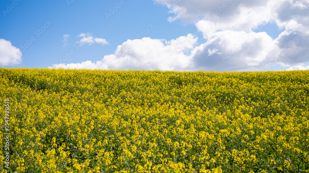 Fototapeta premium Bright yellow canola field under a cloudy blue sky