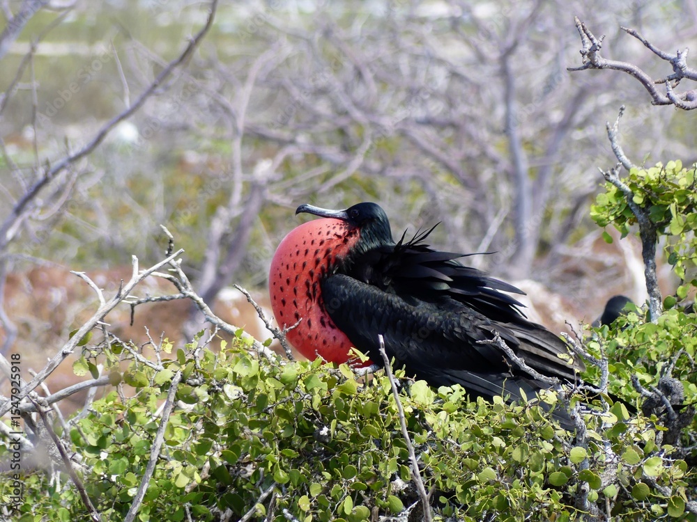 Naklejka premium Male Great Frigatebird with Inflated Gular Sac