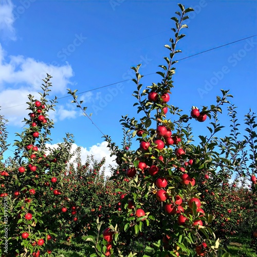 Red Apples Orchard with Autumn Harvest, and Sunny Day.