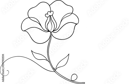 Elegant Sweet Pea Flower Line Drawing Vector Illustration