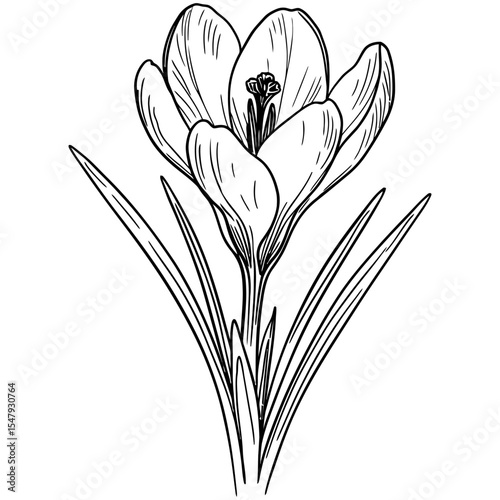 Hand-drawn vector illustration of a blooming crocus flower with elongated leaves, detailed petal lines, and a central stamen, presented in elegant black and white outline style.