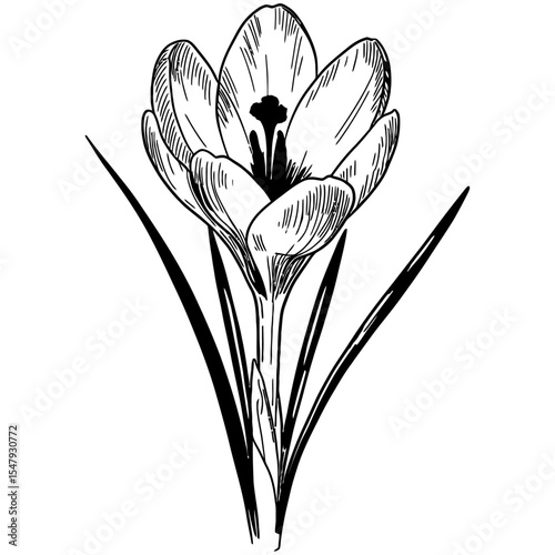 Hand-drawn vector illustration of a blooming crocus flower with elongated leaves, detailed petal lines, and a central stamen, presented in elegant black and white outline style.