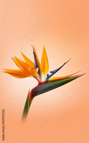 Stunning close up view of a bird of paradise flower against a peach gradient background showing intricate floral details