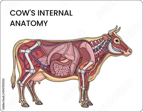 A comprehensive vector illustration of the internal anatomy of a cow.
