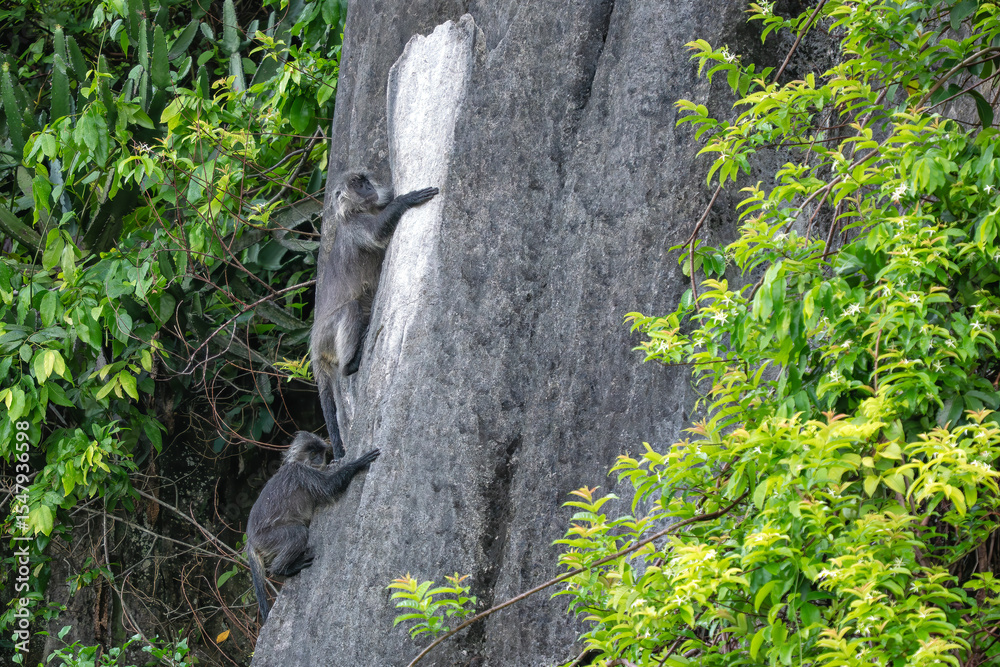 Obraz premium Germain's Langur - Trachypithecus germaini, rare endagered Old World monkey native to tropical forests of Indochina, Vietnam.