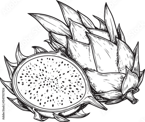 Hand-Drawn Dragon Fruit with Cross Section