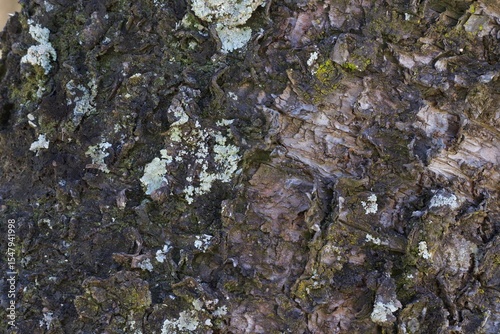 A tree trunk covered in moss and lichen