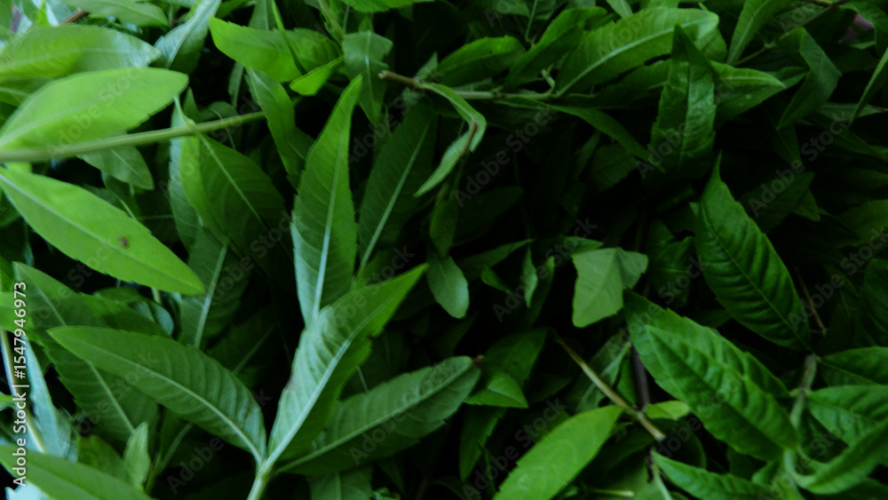 Obraz premium Feuilles de verveine