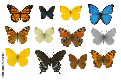 set of colorful butterflies transparent background 