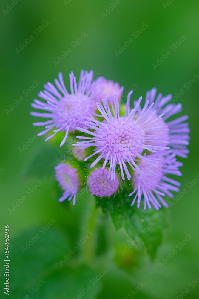 Obraz premium purple thistle flower