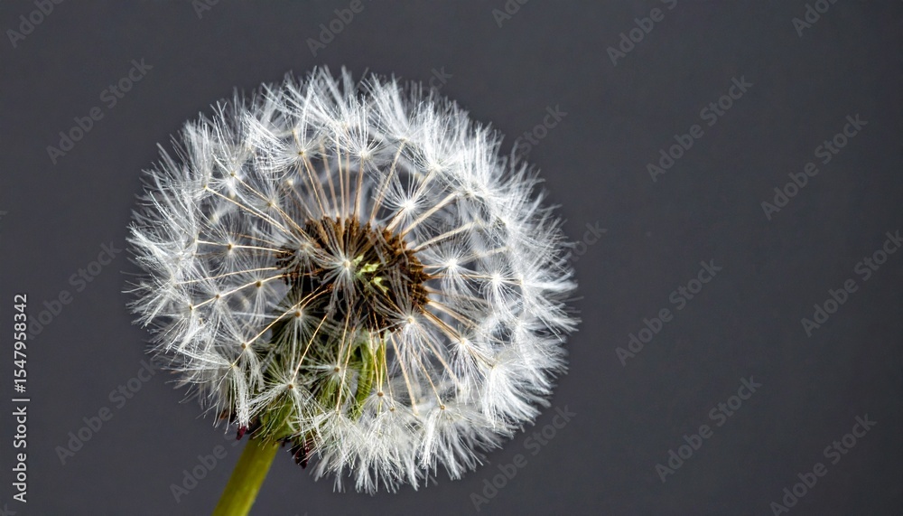 Fototapeta premium Closeup of a Dandelion Seed Head Against a Dark Grey Background
