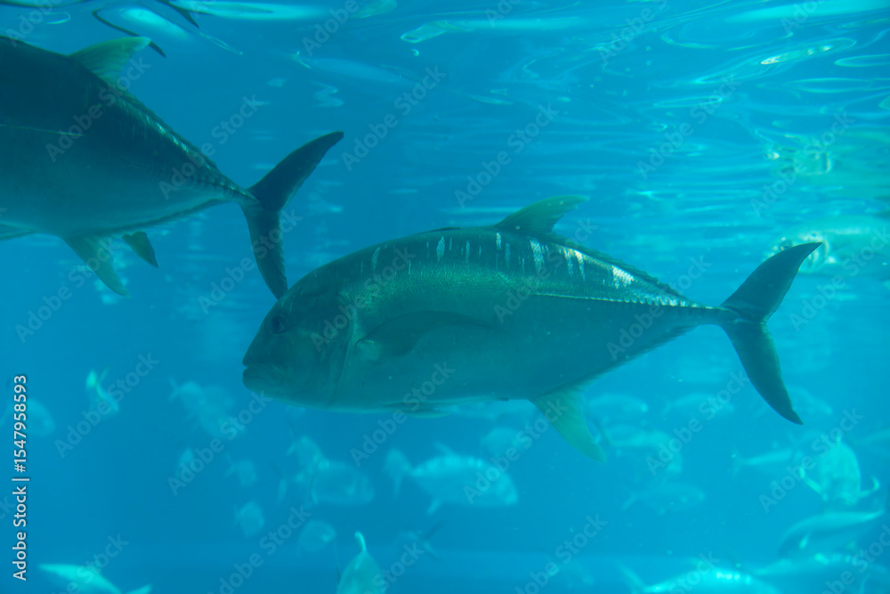 Obraz premium Giant trevally under water