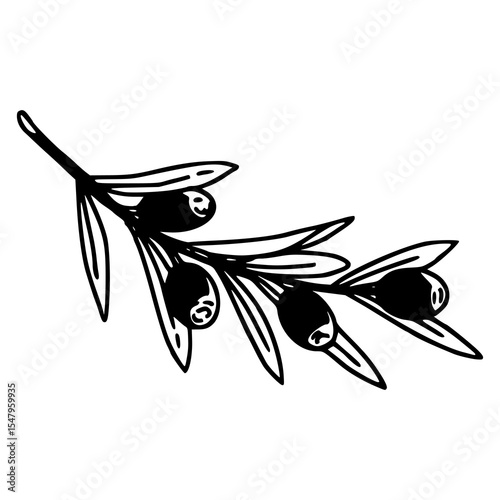 outline drawing of juniper or olive branch