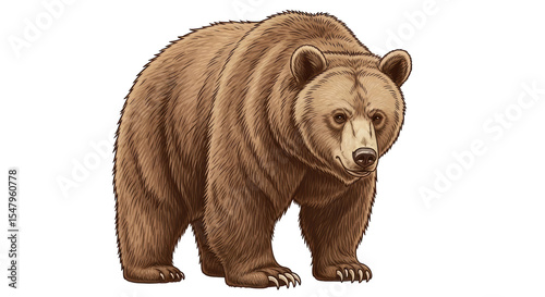 Photography Isolated Brown Bear