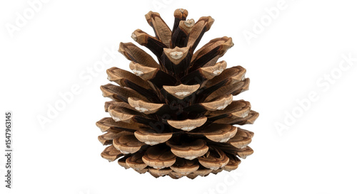 Foto Isolated Pine Cone
