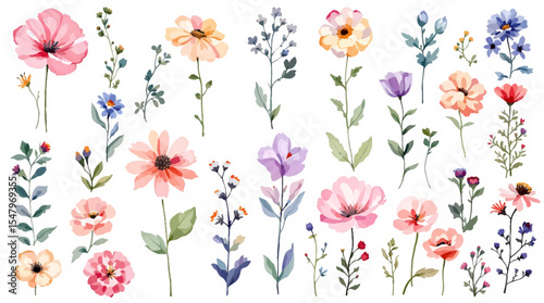 Spring  Set flowers watrecolor clipart on withe background