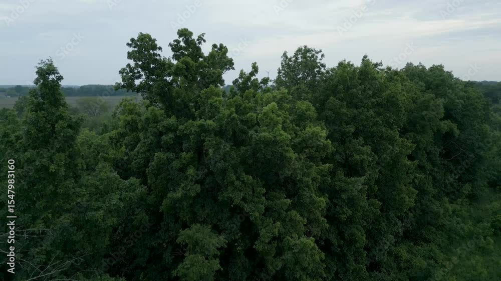 Aerial Tree Canopy Reveal with Distant Wind Turbines in Serene Landscape Aerial Tree Canopy Reveal with Distant Wind Turbines in Serene Landscape