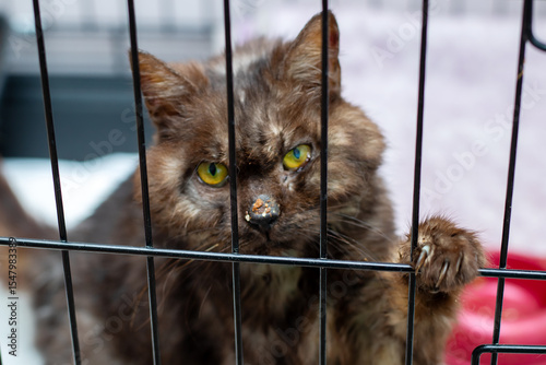 A brown cat possessing striking yellow eyes is currently in a cage