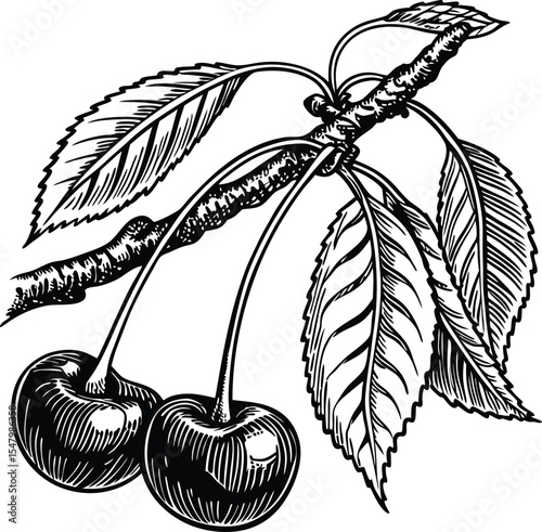 Black and white vintage vector illustration of a cherry tree branch with flowers and leaves, a beautiful nature sketch design
