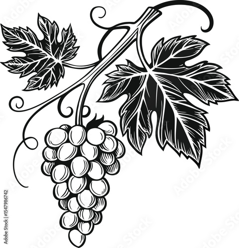 Vine-ripe grape bunches with green leaves, a natural illustration perfect for wine and food designs