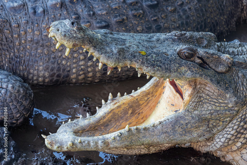 Crocodiles in the swampy bank