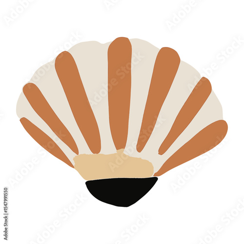 Shell illustration seashell invertebrate vector
