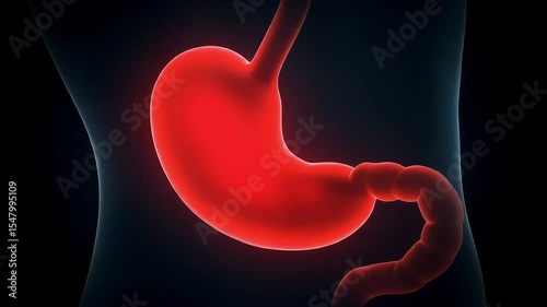 Human Digestive System Anatomy with Emphasis on Stomach and Intestines