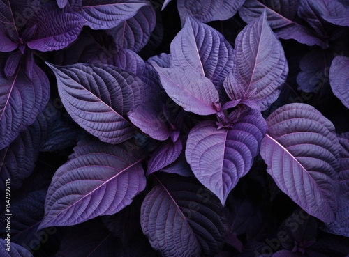 Vibrant purple foliage with intricate leaf patterns showcasing nature's beauty and texture in a close-up composition