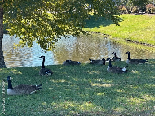 A group of ducks peacefully gathers at a calm pond in Myrtle Beach, South Carolina, a serene natural scene highlighting local birdlife and aquatic habitat.