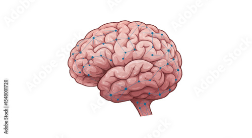 human brain isolated on white