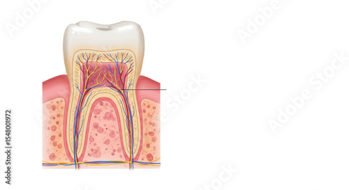 teeth and dental tools
