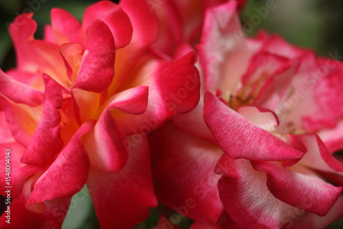 Macro view of two blooming roses with red, pink and white petals. Floral composition in natural light.