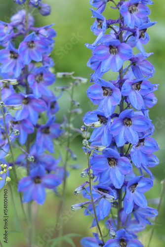 Close-up of tall blue delphinium flowers in bloom, natural background, vibrant petals and vertical composition.
