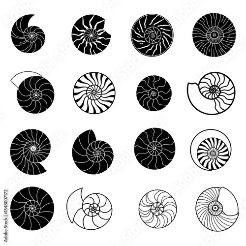 Exploring Nautilus Shells Diversity Spiral Growth Patterns Symmetry Beauty of Nature in Marine Biology Studies and Geometric Inspirations