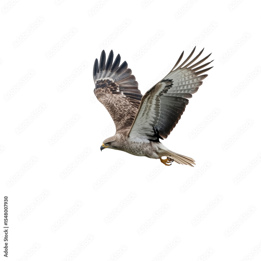 Obraz premium Majestic Booted Eagle in Flight Against Transparent Background