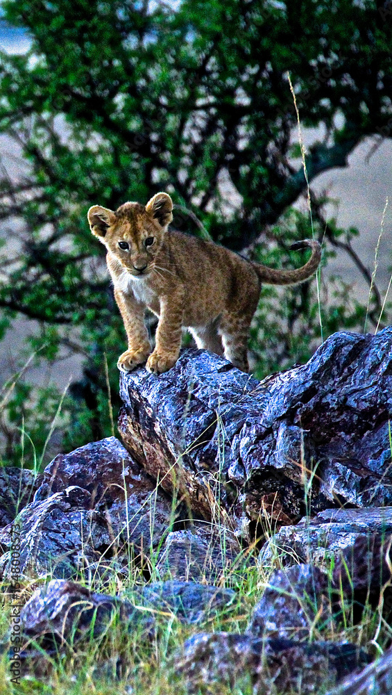 Fototapeta premium Lion cub