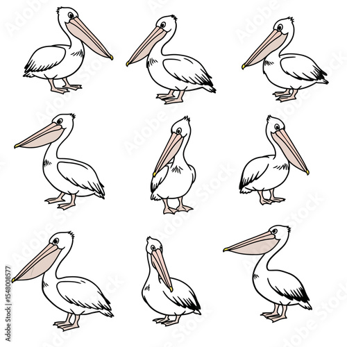 Collection of Drawings Featuring Pelicans in Various Poses Highlighting Avian Diversity and Seabird Characteristics for Artistic Reference and Educational Use