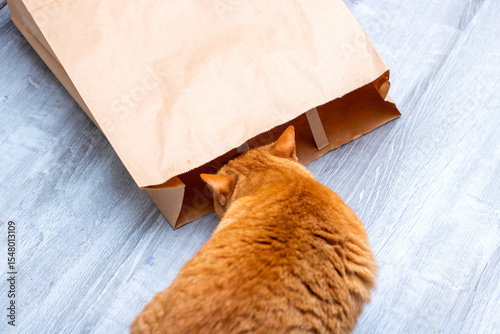 A curious cat peers out of a crinkly brown paper bag, observing