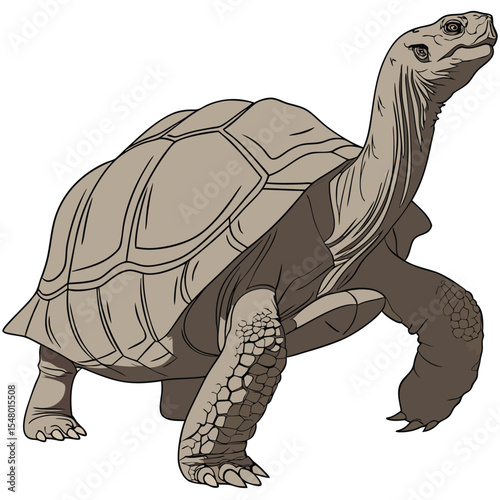 Galapagos Tortoise Illustration  Giant Tortoise Clipart Drawing