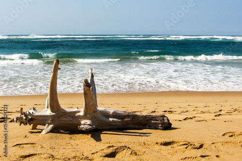 A large washed up bleached tree-trunk on the sandy beach of Inhaca Island of the coast of Mozambique on a sunny day.