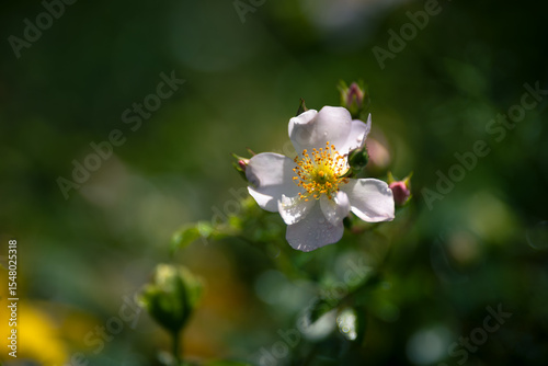 Flower of sweetbrier or wild rose after a spring shower